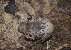 Ingerophrynus quadriporcatus