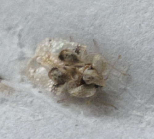 oak lace bug