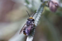 Megachile chrysopyga