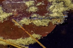 Enallagma recurvatum