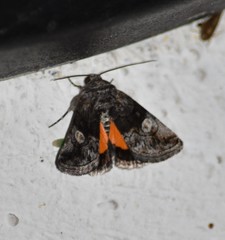 Copanarta aurea