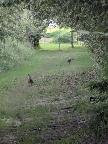Brown Hare