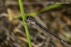 Enallagma recurvatum