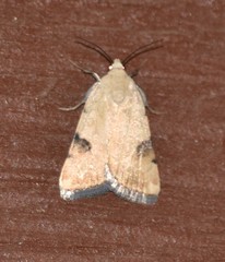 Micrathetis costiplaga