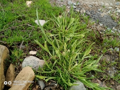 Sclerochloa dura