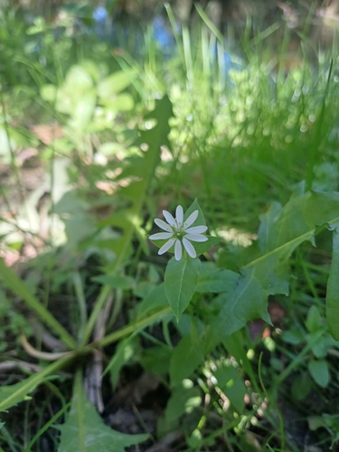 Water Chickweed