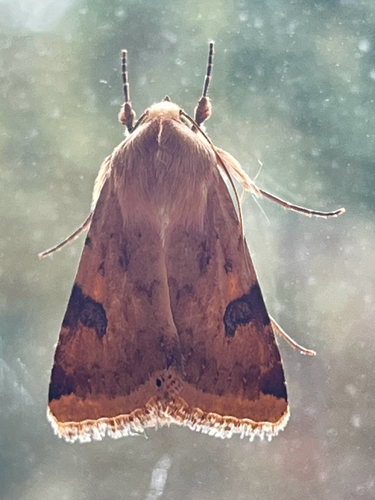 The Bordered Straw