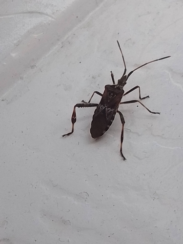 Western Conifer Seed Bug