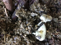 Fungi