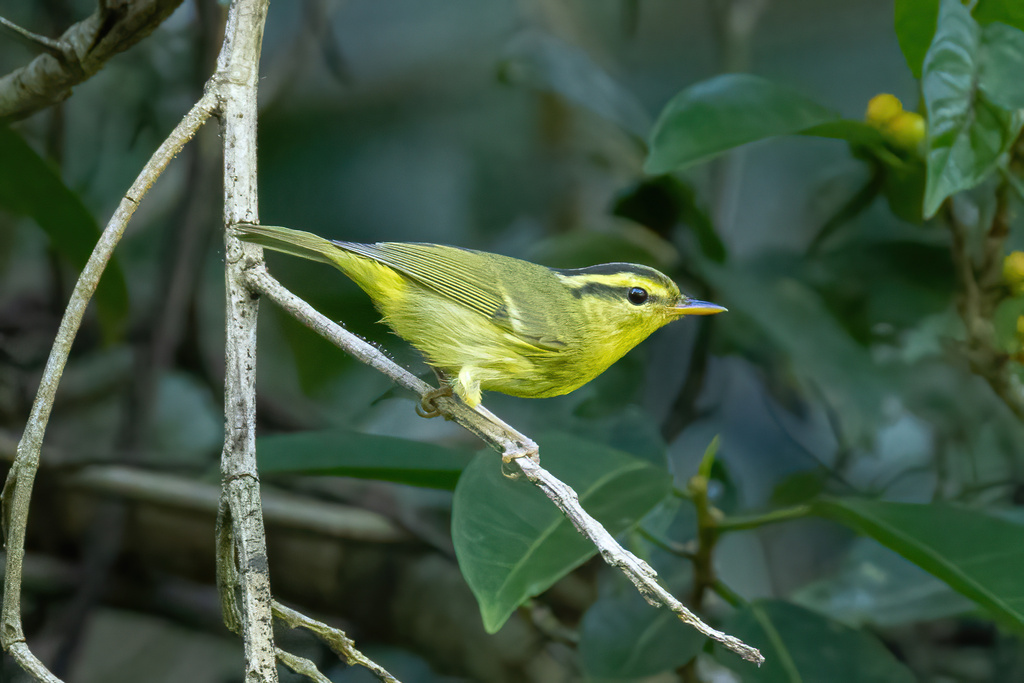 Limestone Leaf Warbler