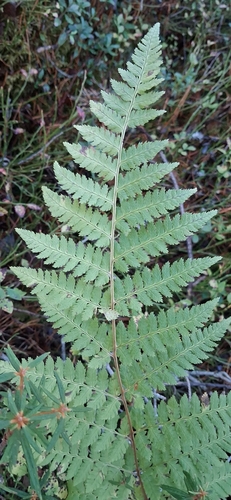 spinulose wood fern
