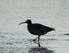 Numenius phaeopus
