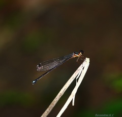 Indosticta deccanensis