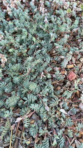 Downy Prairie Clover
