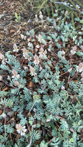 Downy Prairie Clover