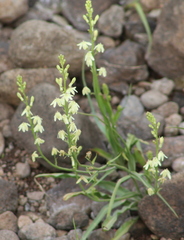 Odontostomum hartwegii