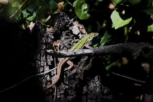 Italian Wall Lizard
