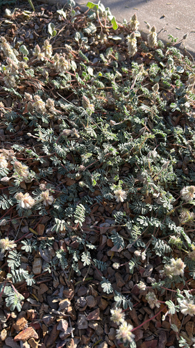 Downy Prairie Clover