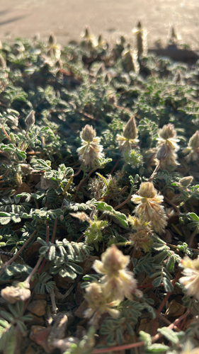 Downy Prairie Clover