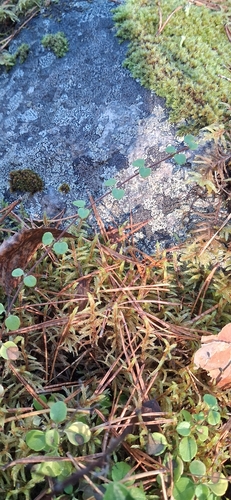Twinflower