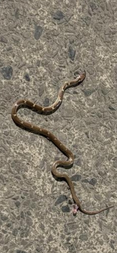 Indian Wolf Snake