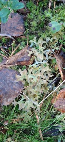 Iceland Lichen