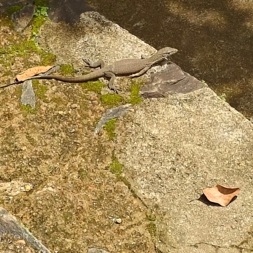 Bengal Monitor