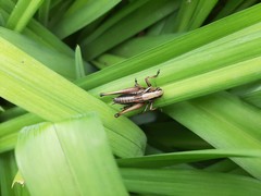 Eobiana engelhardti