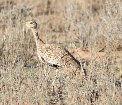 iNaturalist image