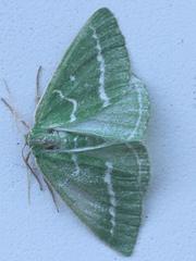 Thetidia smaragdaria