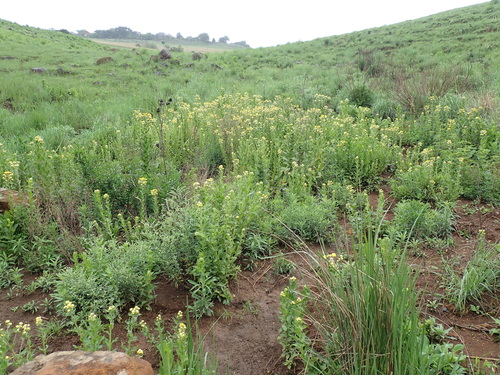 Image of Helichrysum ruderale by no rights reserved