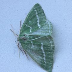 Thetidia smaragdaria