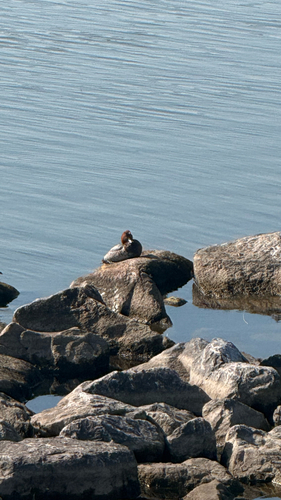Common Pochard