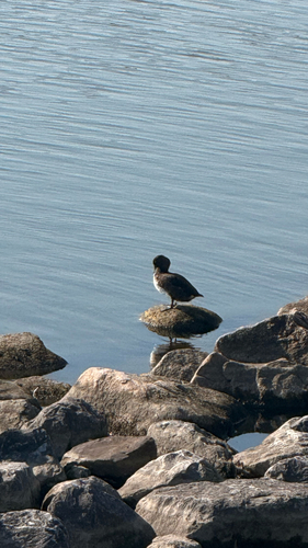 Tufted Duck