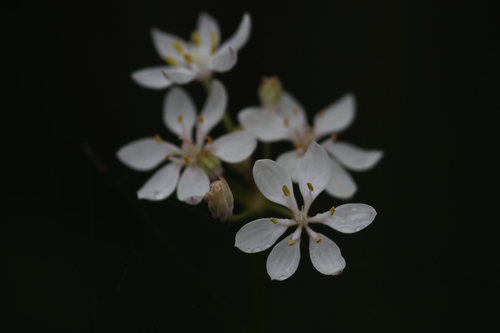 Burchardia bairdiae (Burchardia bairdiae)