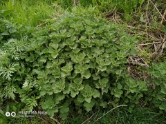 Marrubium