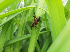 Eobiana engelhardti