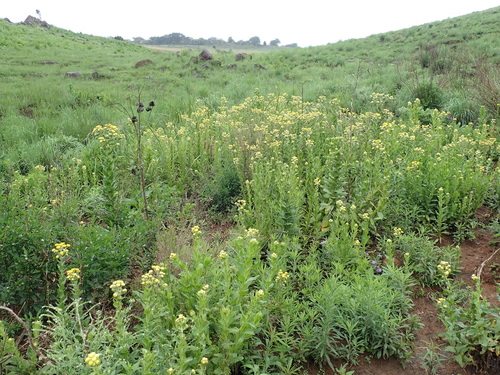 Image of Helichrysum ruderale by no rights reserved