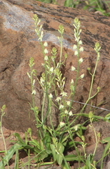 Odontostomum hartwegii