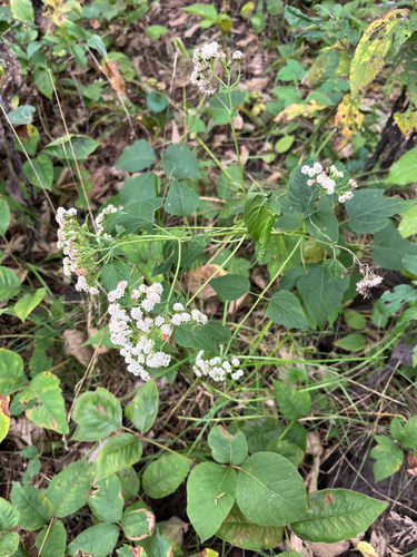 white snakeroot