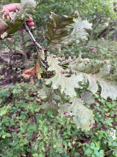 bur oak