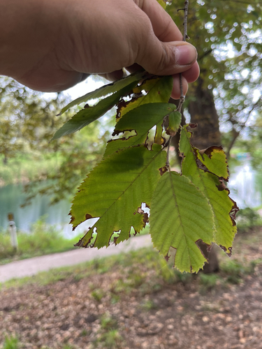 American hophornbeam