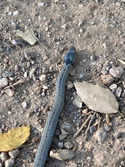 Macroprotodon brevis