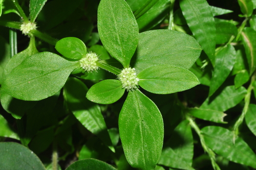 Spermacoce exilis observed 2026-08-19