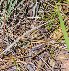 Psammodromus edwarsianus