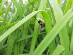 Eobiana engelhardti