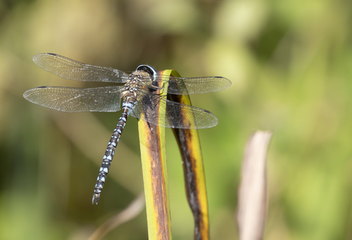 Migrant Hawker