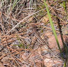 Psammodromus edwarsianus