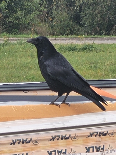 Carrion Crow