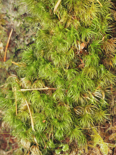 Dicranum fuscescens observed 2026-09-27